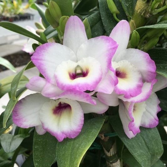 Dendrobium orchid in bloom, featured in a guide to choosing orchid types