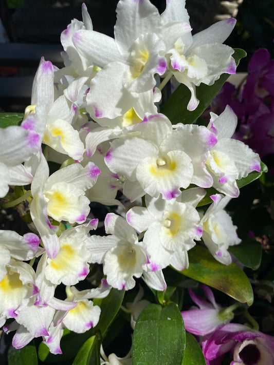 Dendrobium nobile orchid with mature canes and colorful blooms