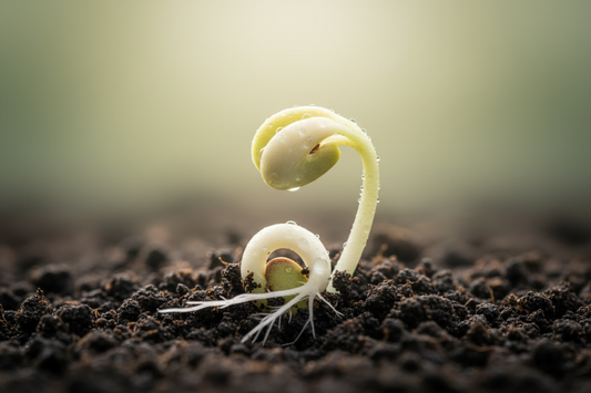 How to Germinate Seeds Successfully: Step-by-Step Seed Starting