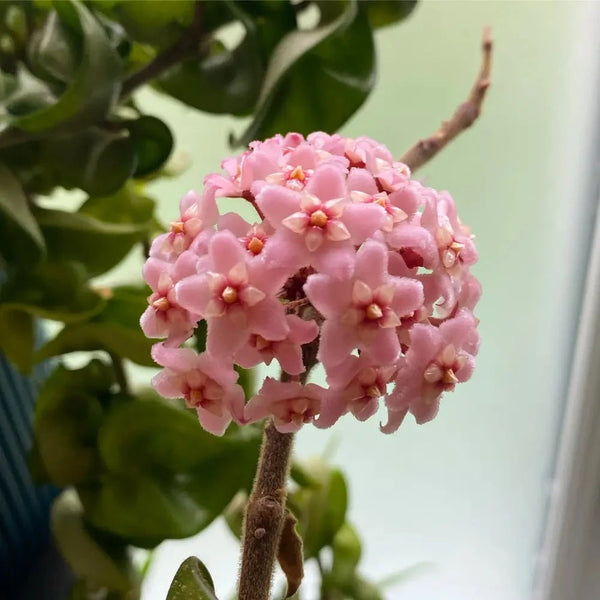 House Plants