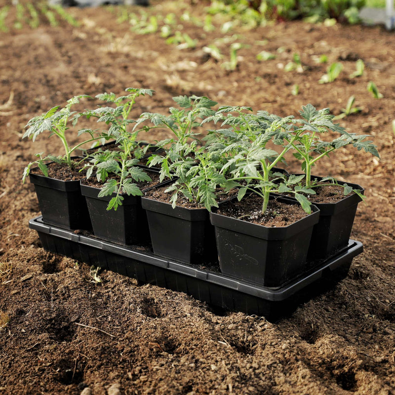 Plant Seed Starter Kits