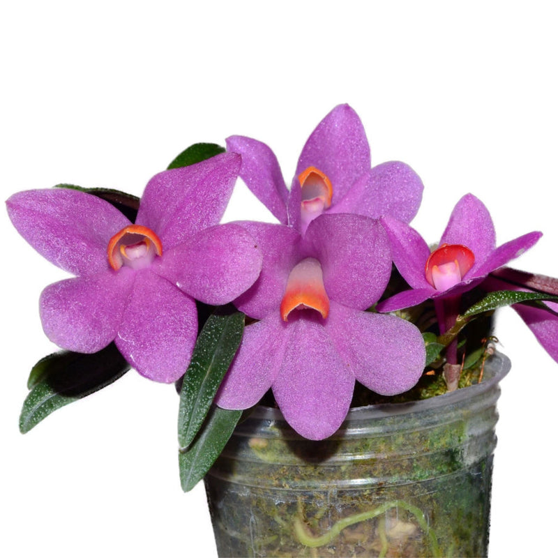 Dendrobium Orchids