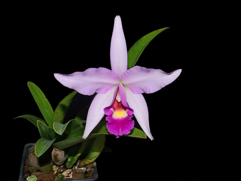 Cattleya Orchids