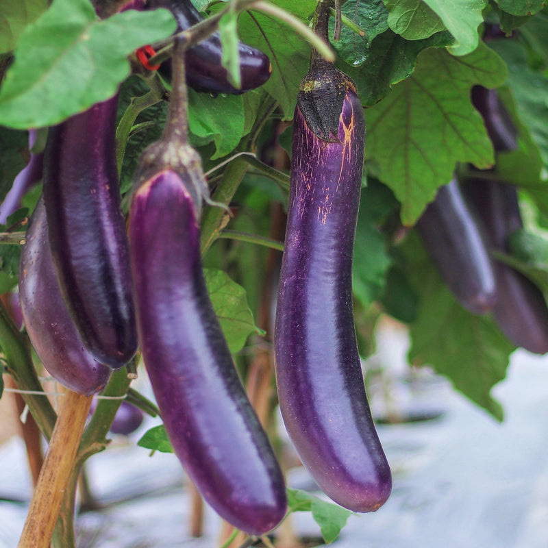 Survival Garden Seeds