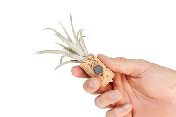 Air Plant Collection