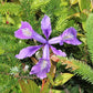 20 Blue & Purple OREGON IRIS ( Tough-Leaf Iris ) Iris Tenax Flower Seeds
