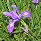 20 Blue & Purple OREGON IRIS ( Tough-Leaf Iris ) Iris Tenax Flower Seeds