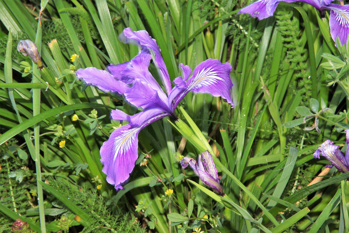 20 Blue & Purple OREGON IRIS ( Tough-Leaf Iris ) Iris Tenax Flower Seeds