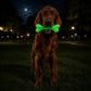 PUP-X Rubber Glow in the Dark Chew Bone Dog Toy - Durable, Floats, Chew Toy for Large Dogs | USA