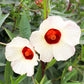 Florida Cranberry (Hibiscus sabdariffa)