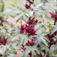 Florida Cranberry (Hibiscus sabdariffa)