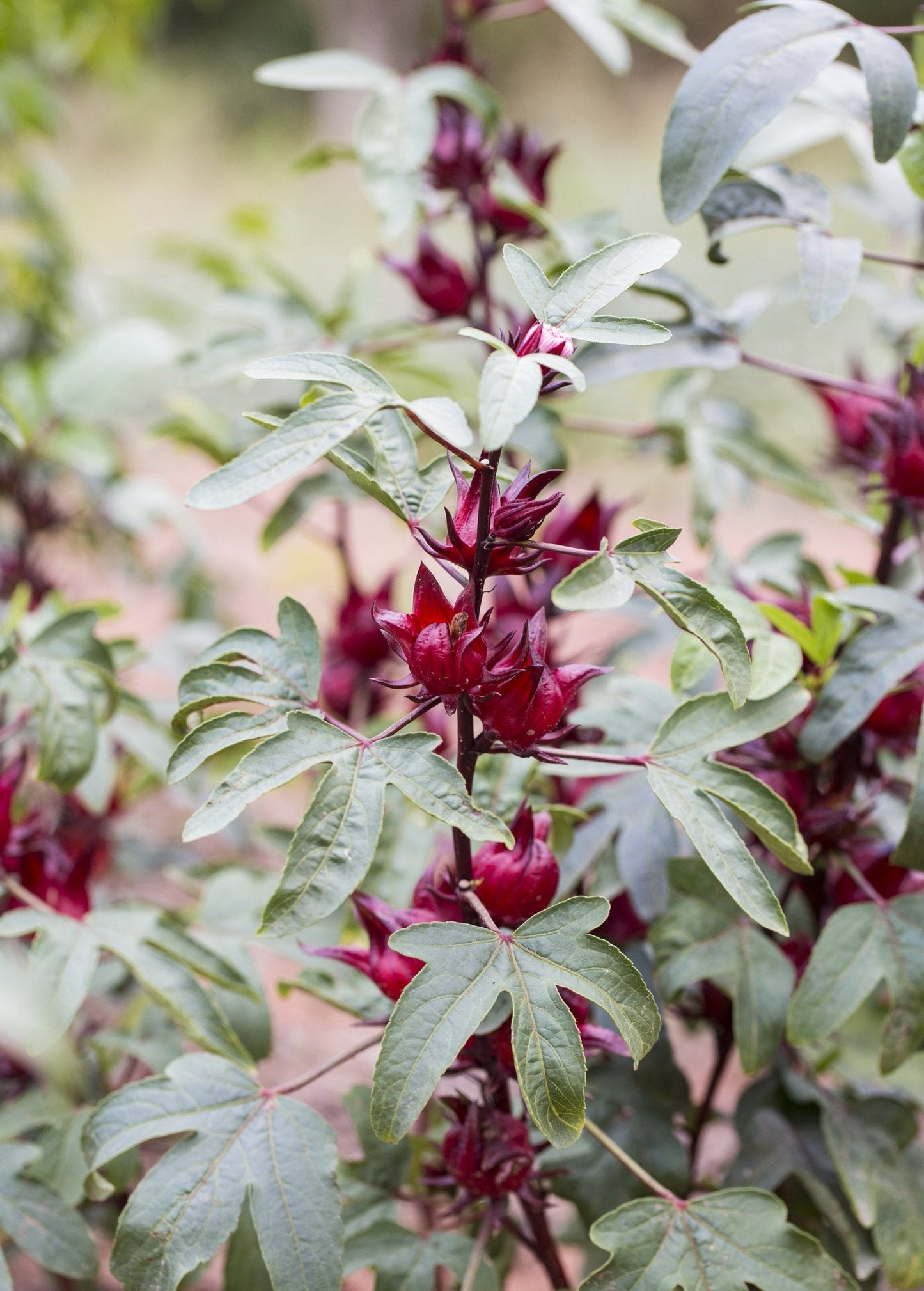 Florida Cranberry (Hibiscus sabdariffa)