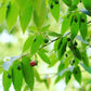 Strawberry Tree, Red (Muntingia calabura)