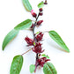 Florida Cranberry (Hibiscus sabdariffa)
