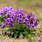 Baby's Breath, Sunflower, Cosmos, Daisy Four-season Seeds