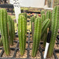 #EC225 Variety of Trichocereus Hybrid Cactus Bargain Potted Seedlings For Sale