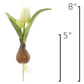 8" Faux Real Touch White Tulips in Bulb w/pick