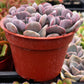 Echeveria Cubic Frost