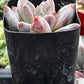 Pachyphytum Little Jewel