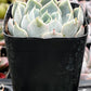 Echeveria Blue Surprise