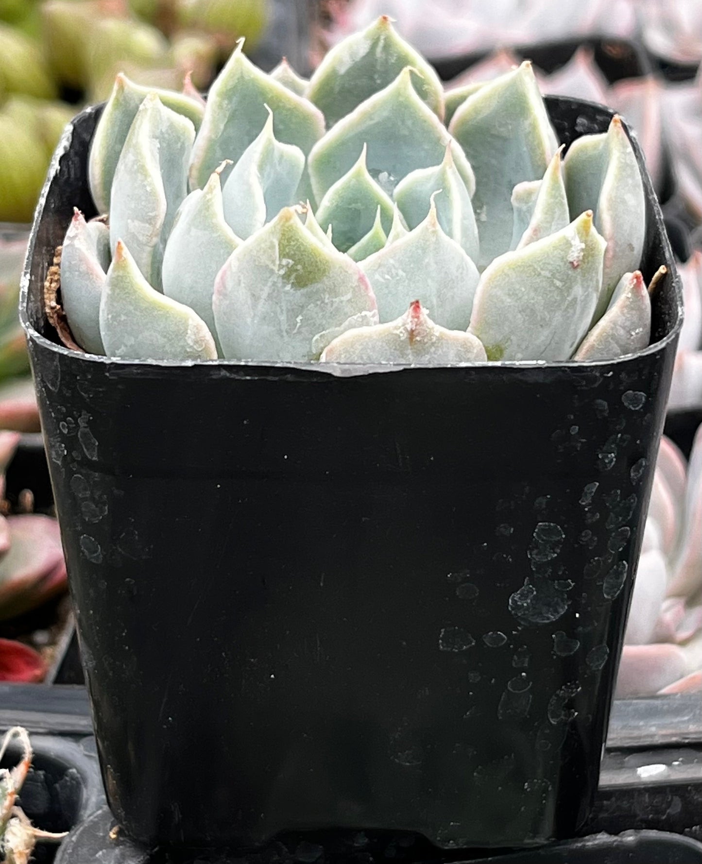 Echeveria Blue Surprise