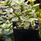 Portulacaria Afra Elephant Bush