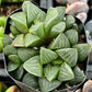 Haworthia Pygmaea