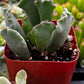 Crinkle Leaf Succulent