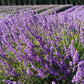 Lavender Live Plant Royal Velvet 3.5" Pot Herb Garden Aromatherapy
