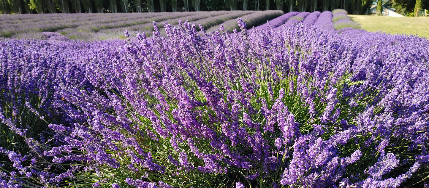 Lavender Live Plant Royal Velvet 3.5" Pot Herb Garden Aromatherapy