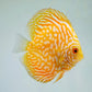 Yellow Pigeon Blood Discus