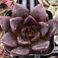 Echeveria Black Prince