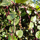50 RED Stem MALABAR SPINACH Red Vine Ceylon Basella Alba Rubra Vegetable Seeds