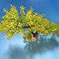 Artificial Aquarium Plant for Fish Tanks, TREE DECOR 16" aquarium plastic plant