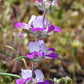 500 CHINESE HOUSES Pagodas Collinsia Heterophylla Flower Seeds
