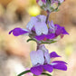 500 CHINESE HOUSES Pagodas Collinsia Heterophylla Flower Seeds