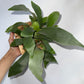 Platycerium Bifurcatum (Staghorn Fern)