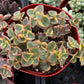 Variegated Crassula Calico Kitten