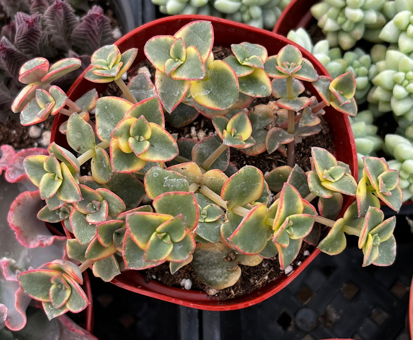 Variegated Crassula Calico Kitten