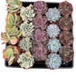 Bulk 4 inch Succulent Plants