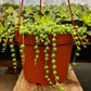 String of Pearls
