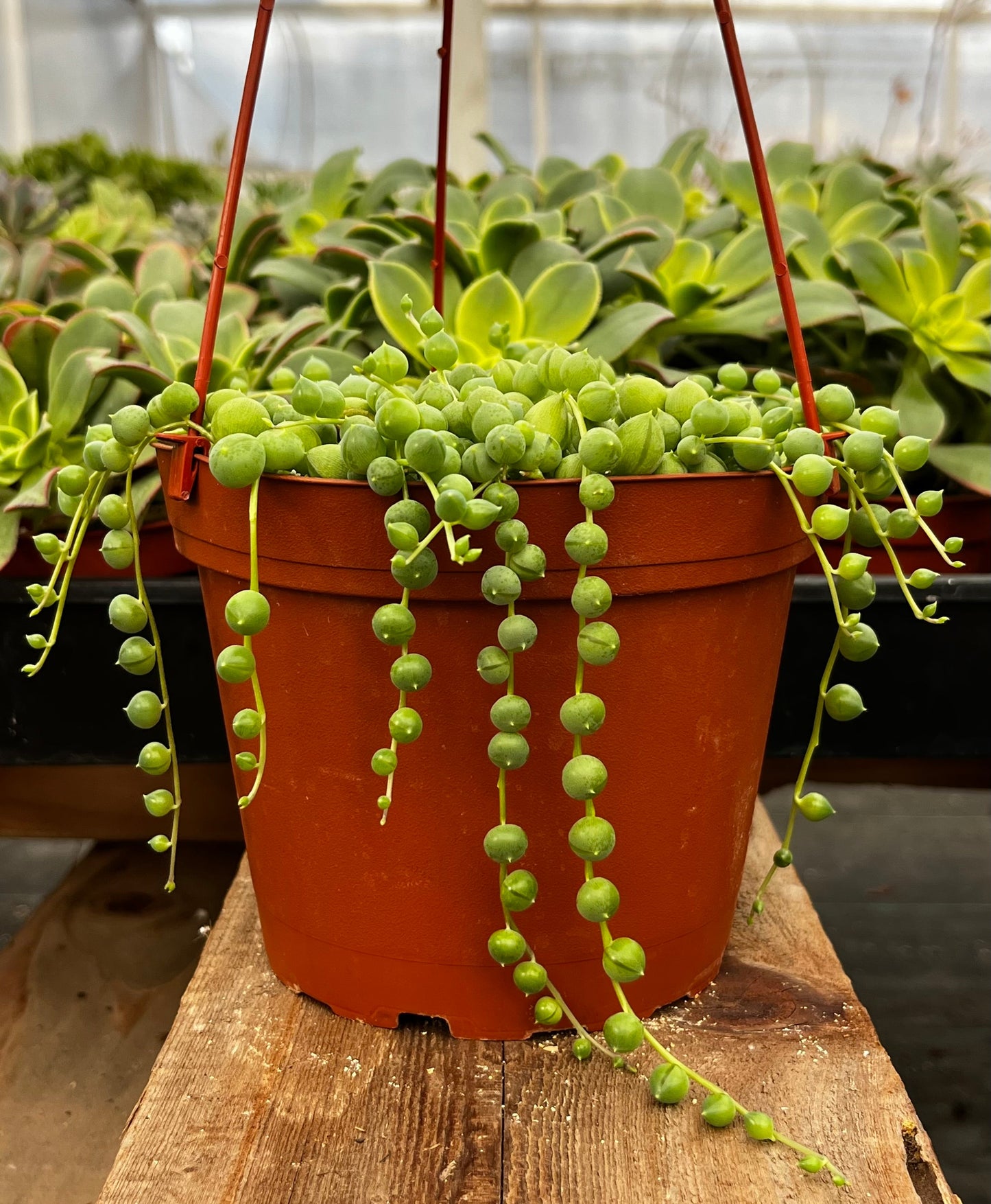 String of Pearls