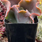 Echeveria Alta May