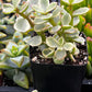 Portulacaria Afra Elephant Bush