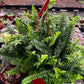 Indoor Hanging Fern Plant