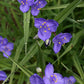 100 Tradescantia occidentalis Seeds | Western Spiderwort | Native Perennial Wildflower for Prairie Gardens & Pollinators