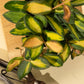 4" Hoya 'DS70' Variegated