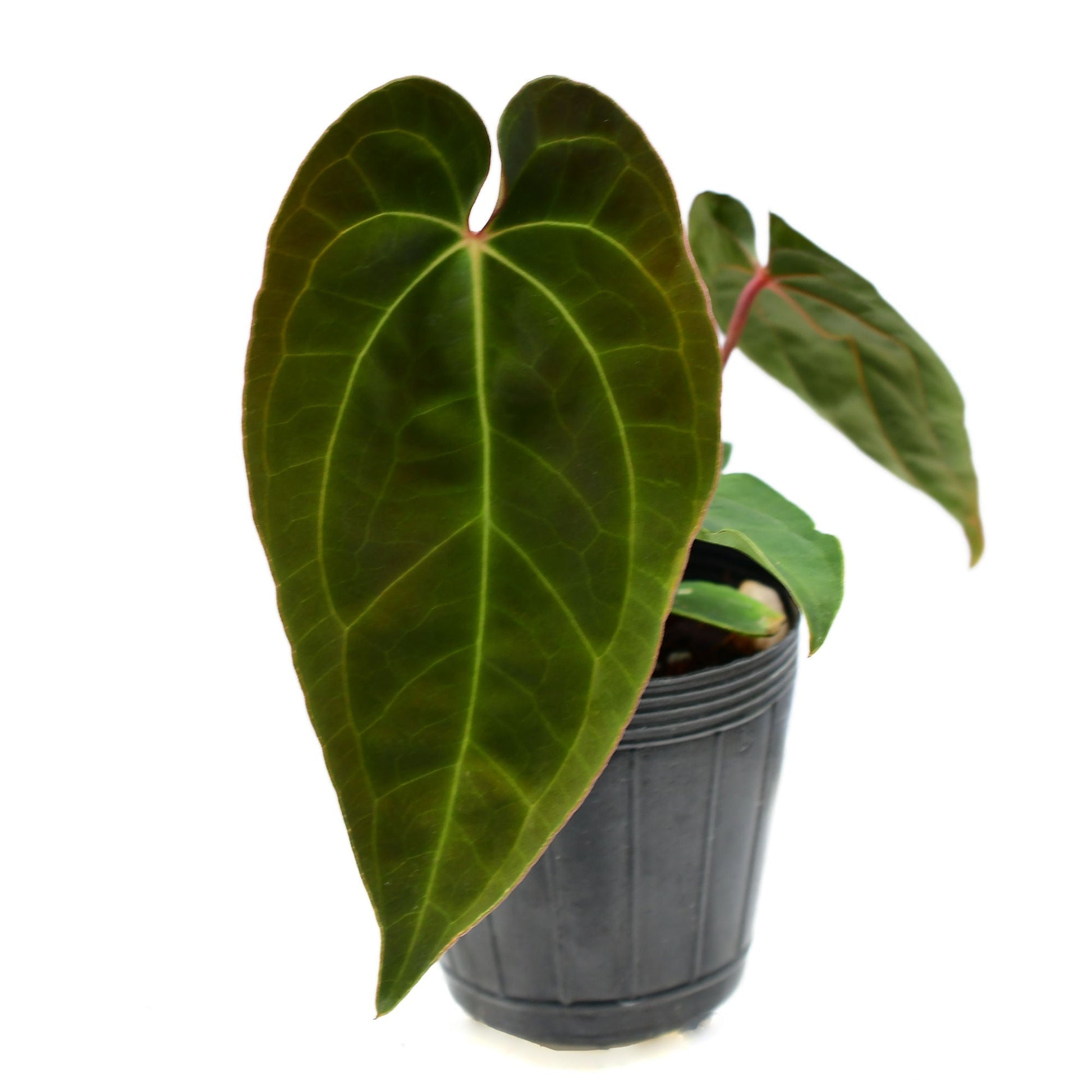 anthurium velvet Anthurium Velvet Abyss (S) – Orchid Stuff Plus