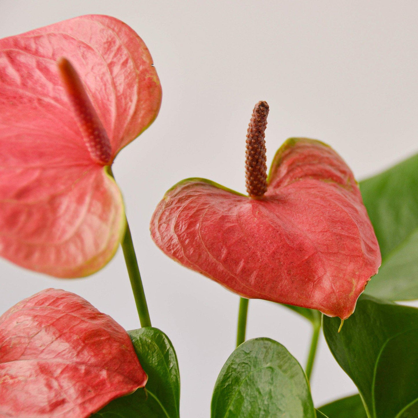 Anthurium 'Pink' - glossy heart-shaped leaves with a beautiful bloom that comes in a large array of colors