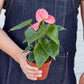 Anthurium 'Pink' - glossy heart-shaped leaves with a beautiful bloom that comes in a large array of colors